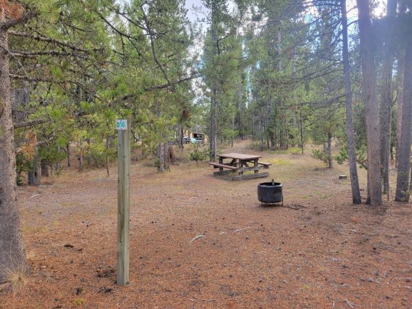 Hillside Forest Campsite O16