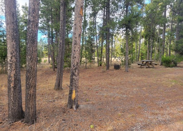 O21 Overflow Dry Camping Wooded Hillside Yellowstone Hebgen Lake