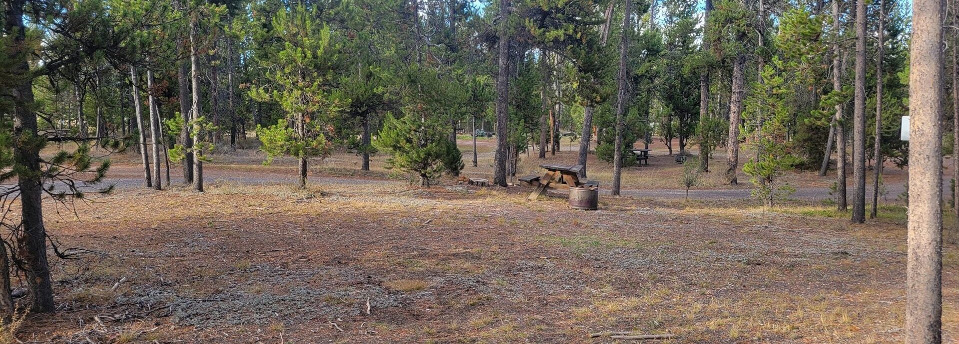 O23 Wooded Hillside Dry Campsite Gallatin National Forest