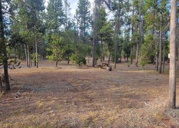 O23 Wooded Hillside Dry Campsite Gallatin National Forest
