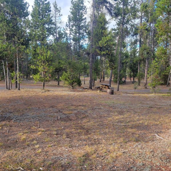 O23 Wooded Hillside Dry Campsite Gallatin National Forest