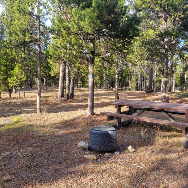 O24 Wooded Hillside Dry Campsite Yellowstone National Park