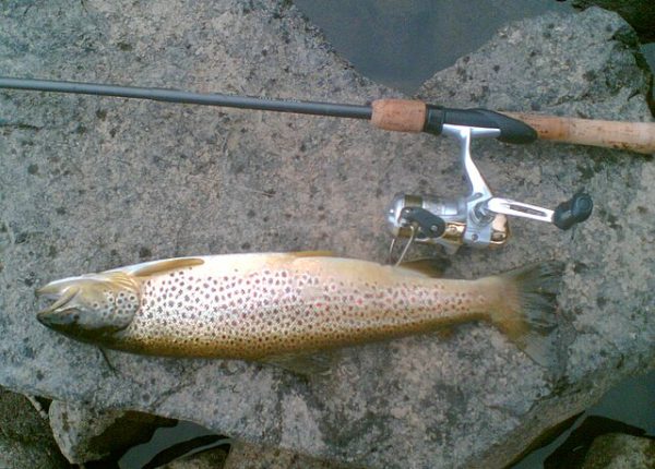 fishing pole and salmon