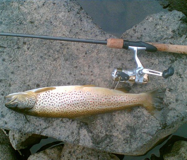 fishing pole and salmon