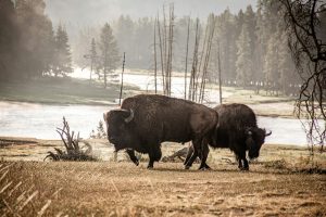 two black bisons during daytime